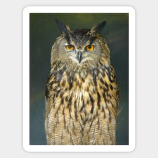 European Eagle Owl Sticker